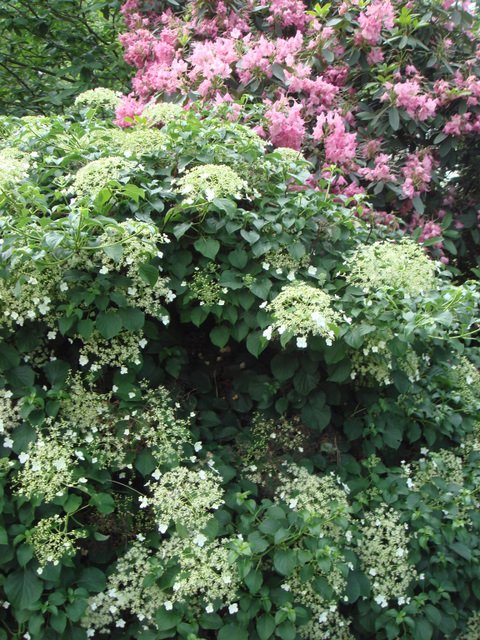 Hydrangea petiolaris